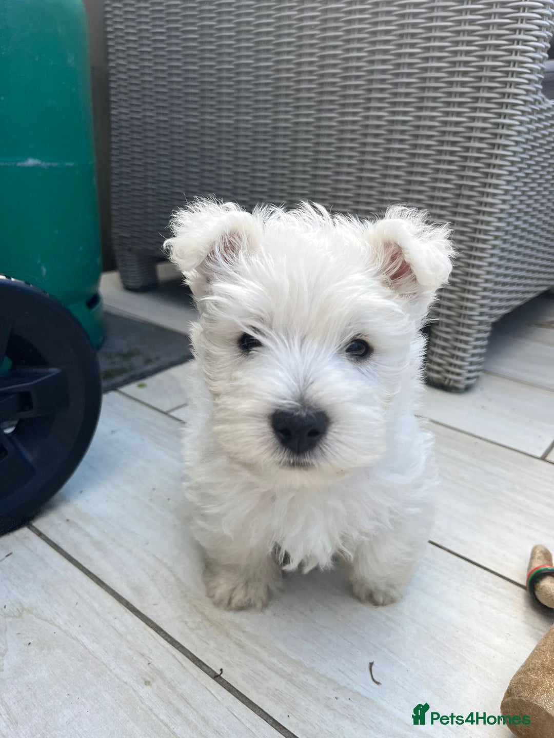West Highland Terrier dogs for sale: Westie kc pups - Image 1