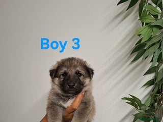 German Shepherd dogs - Advert 4