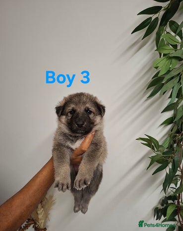 German Shepherd dogs - Advert 2