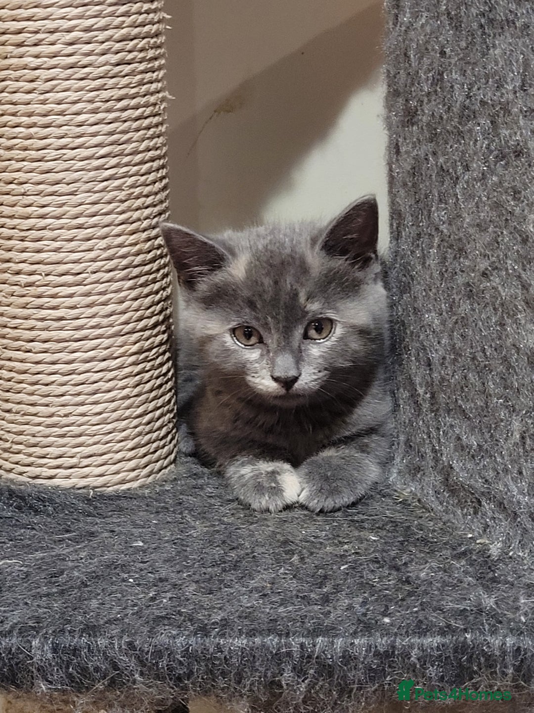 Mixed Breed cats for sale: Gorgeous kittens ready for forever homes - Image 10