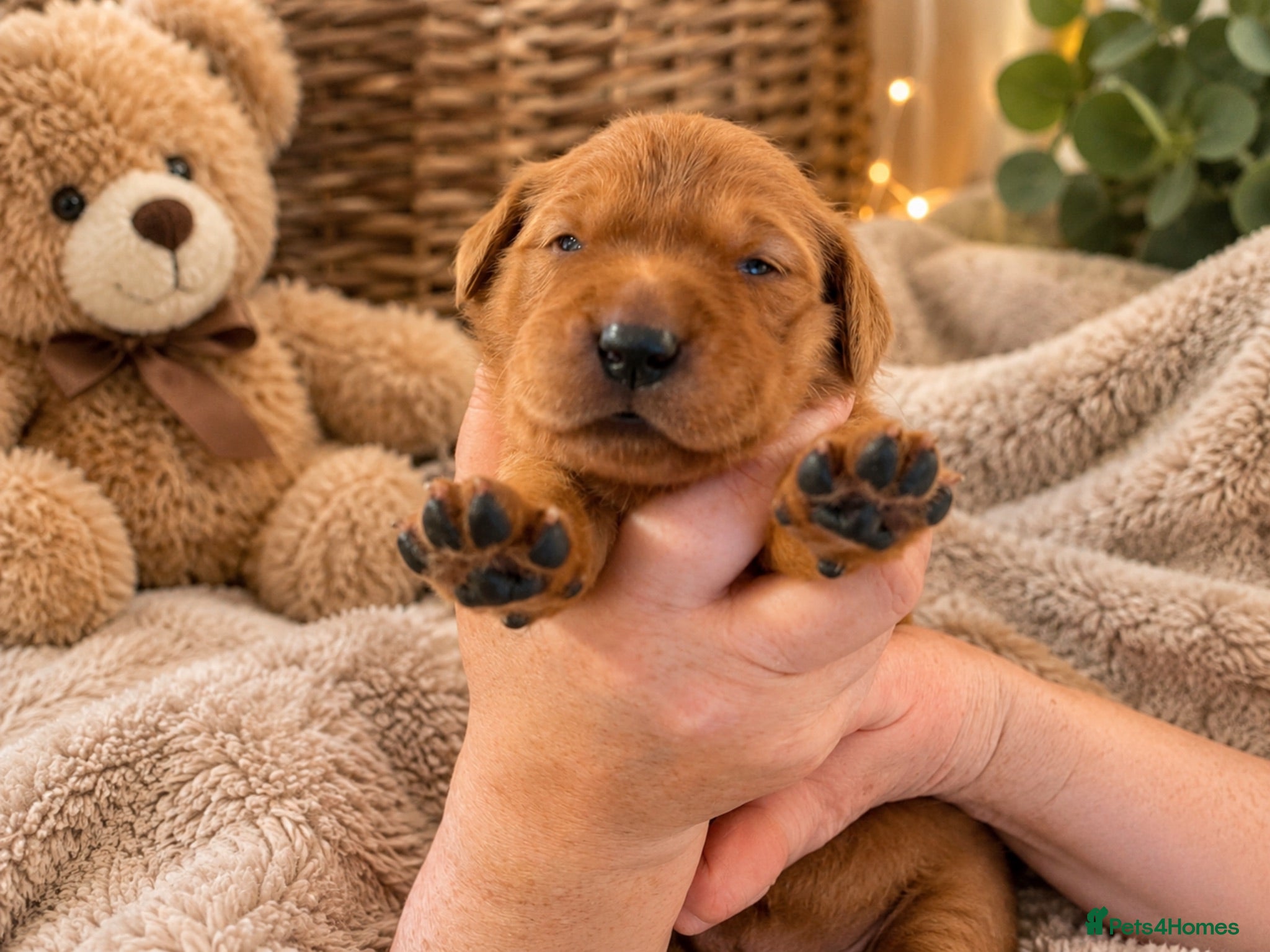 Golden Retriever dogs Fox red golden retrievers RKC registered  - Advert 3