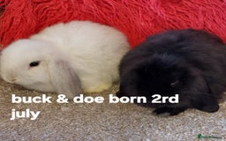 Mini Lop rabbits for sale: Minilops/mini lionlops available  - Image 5