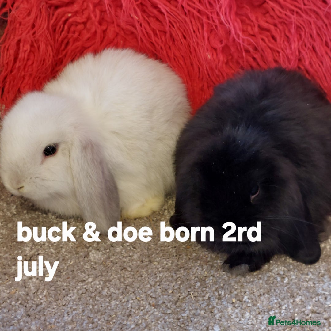 Mini Lop rabbits for sale: Minilops/mini lionlops available  - Image 5