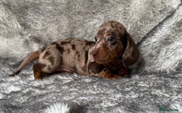 Dachshund dogs for sale: Miniature dachshund puppies  - Image 5