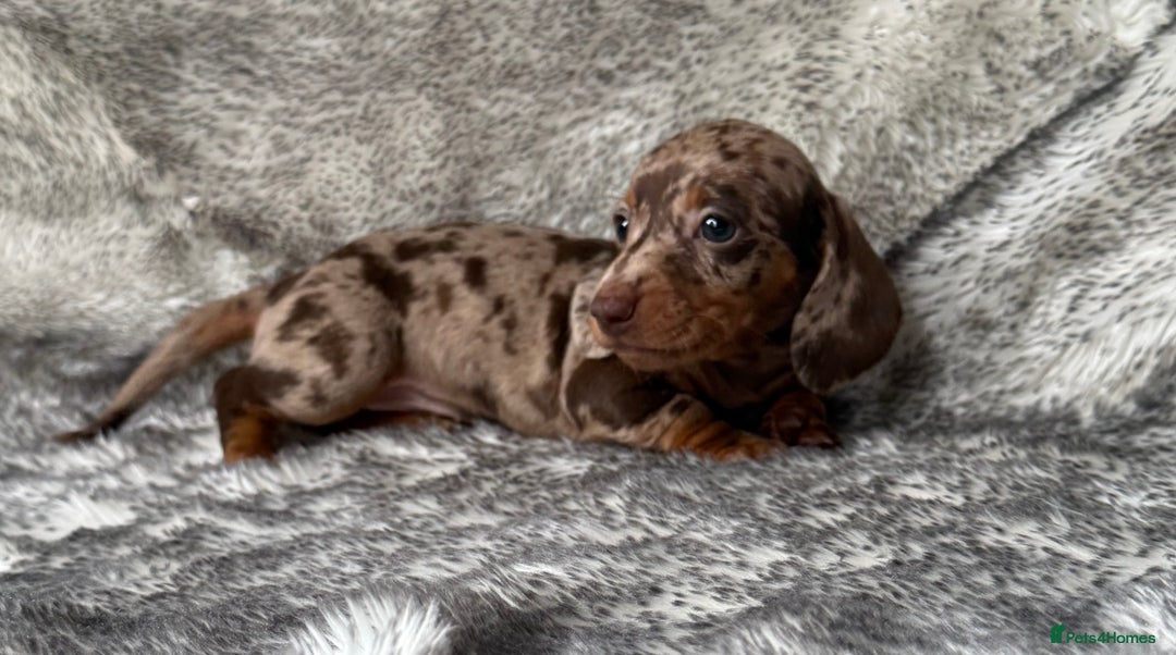 Dachshund dogs for sale: Miniature dachshund puppies  - Image 5