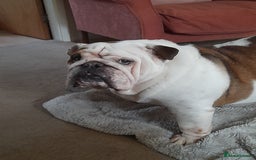 English Bulldog dogs for sale: British bulldog- English bulldog ( wouldn't list) - Advert 2
