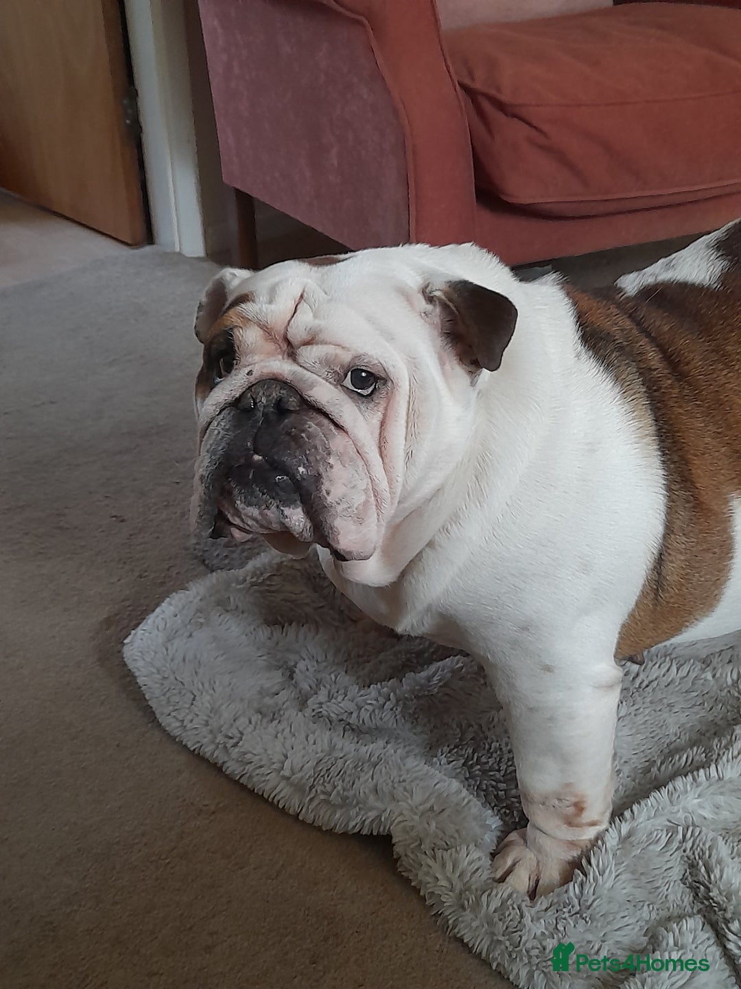 English Bulldog dogs for sale: British bulldog- English bulldog ( wouldn't list) - Advert 2