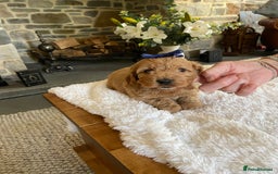 Cockapoo dogs for sale: READY TO GO :Gorgeous litter of  F1 Cockapoo’s - Image 9