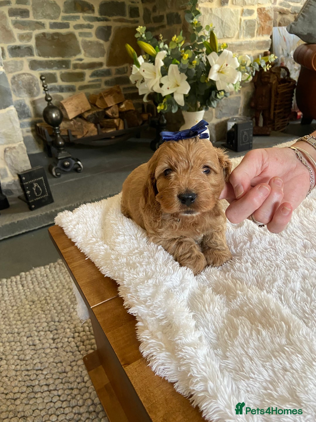 Cockapoo dogs for sale: READY TO GO :Gorgeous litter of  F1 Cockapoo’s - Image 9
