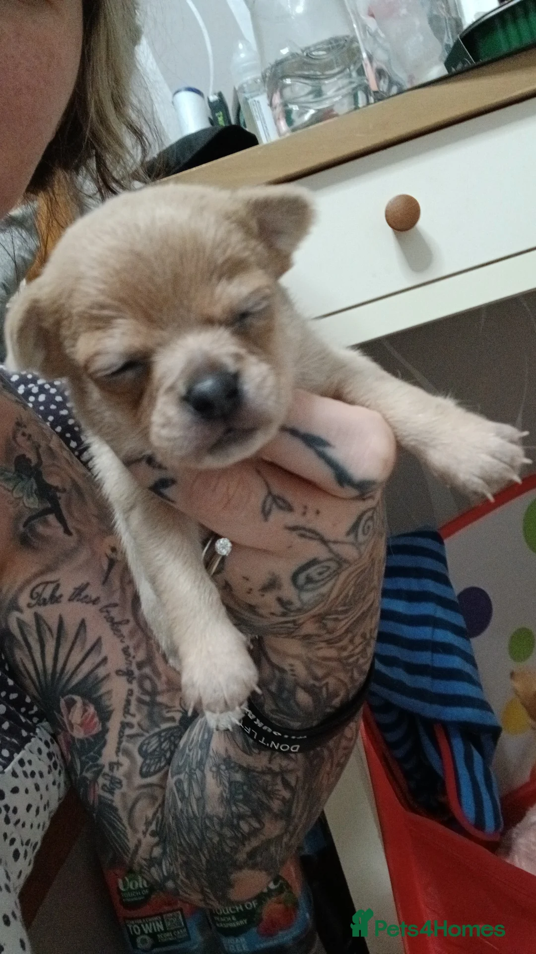 Chug dogs for sale: Chugs 1 light grey boy 1 white & cream girl - Advert 2
