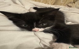 British Shorthair cats for sale: Adorable British Shorthair mixed Russian Blue - Image 11