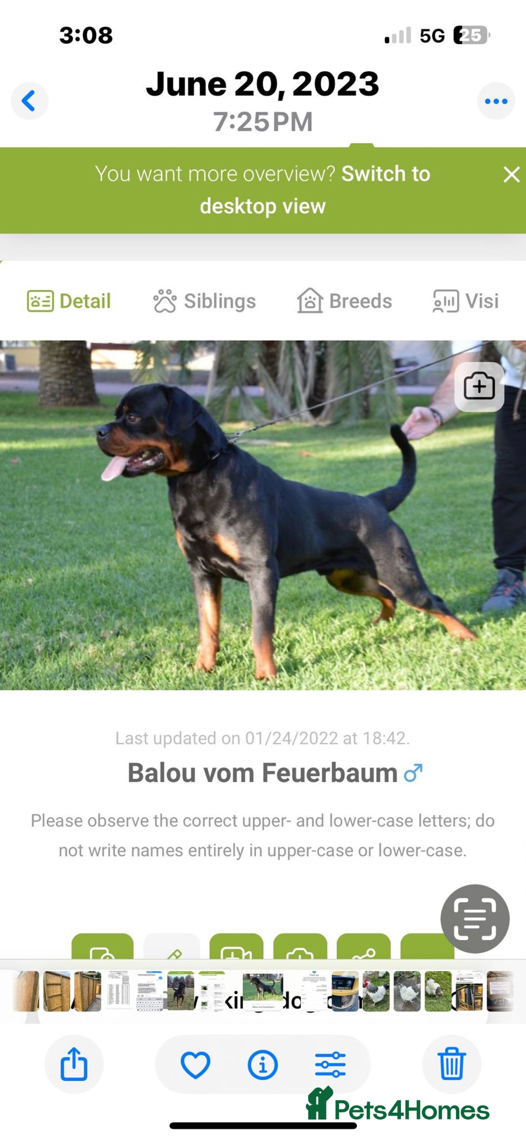 Rottweiler dogs for sale: Top quality German bred rottweilers - Image 13