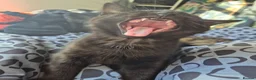 Mixed Breed cats for sale: Cats for sale - Advert 15