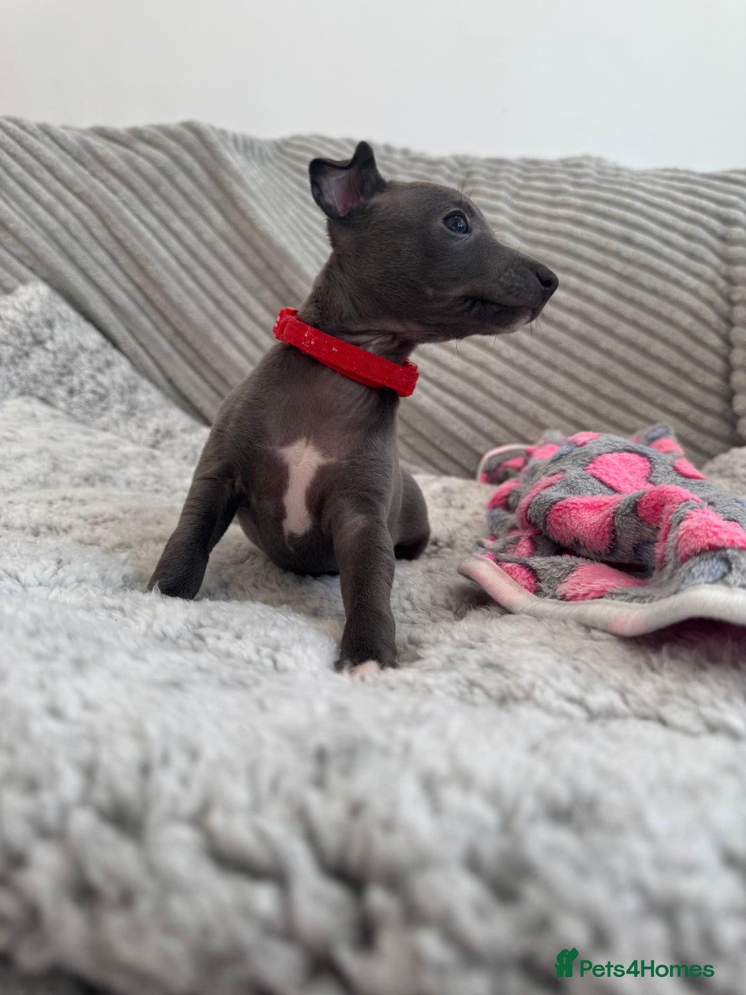 Italian Greyhound dogs for sale: KC registered blue Italian greyhounds for sale - Advert 18