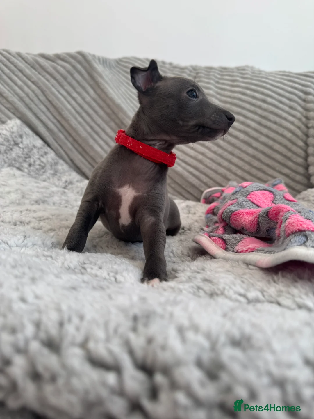 Italian Greyhound dogs for sale: KC registered blue Italian greyhounds for sale - Advert 18