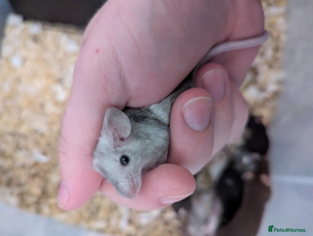 Mouse rodents for sale: Friendly young mice available, mixed colors - Image 5