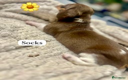 Miniature Dachshund dogs for sale: EXCEPTIONAL QUALITY MINIATURE DACHSHUND PUPPIES.  - Advert 9