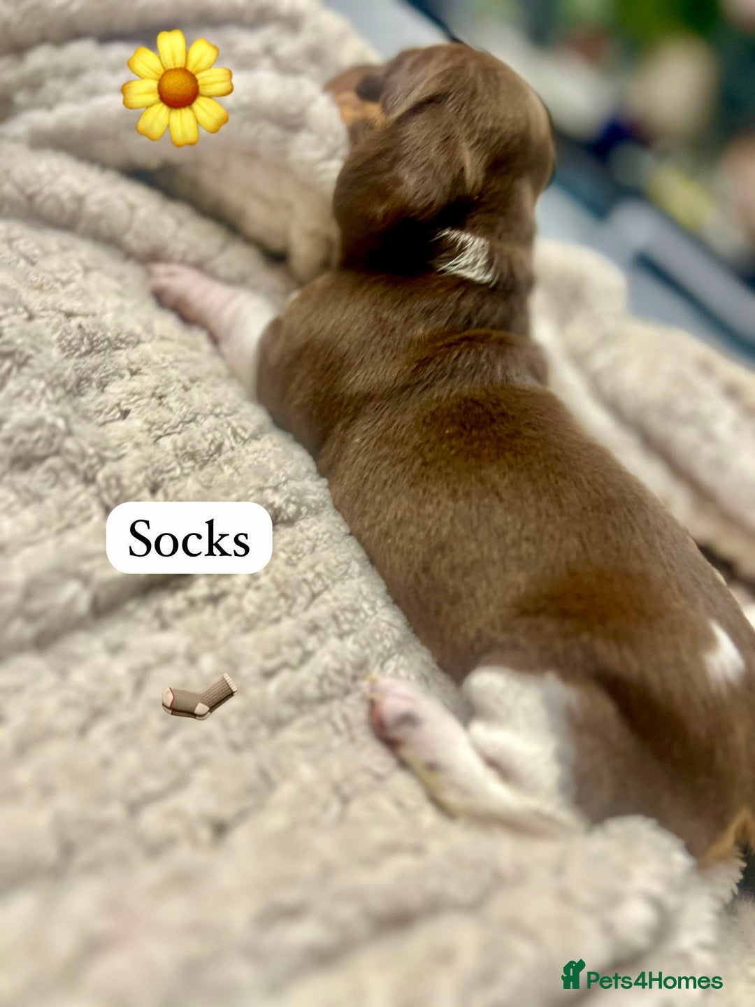 Miniature Dachshund dogs for sale: EXCEPTIONAL QUALITY MINIATURE DACHSHUND PUPPIES.  - Advert 9