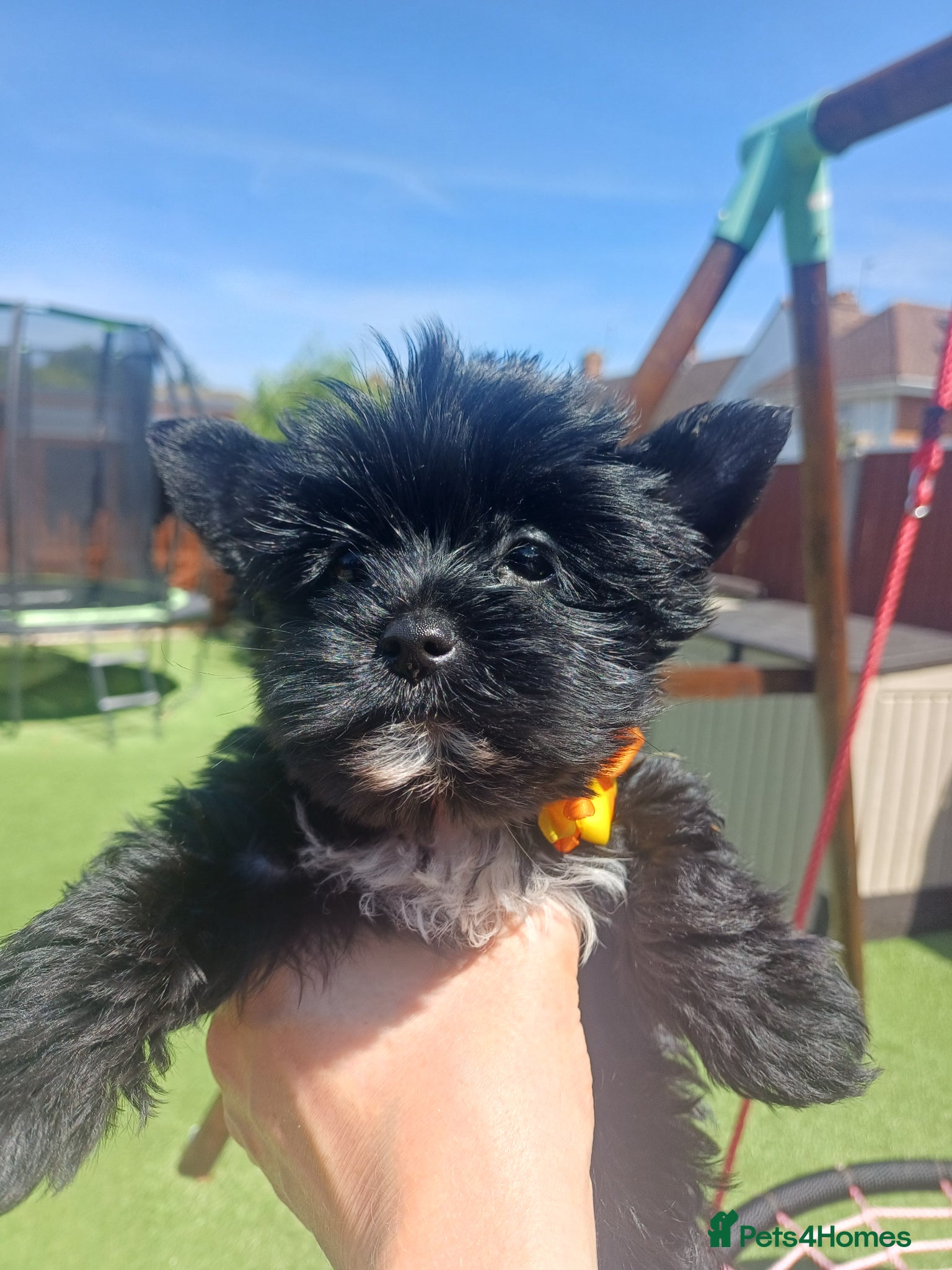 Yorkshire Terrier dogs Only two left! Black Mini Yorkshire Terrier - Advert 8