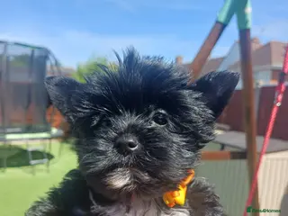 Yorkshire Terrier dogs Only two left! Black Mini Yorkshire Terrier - Advert 8