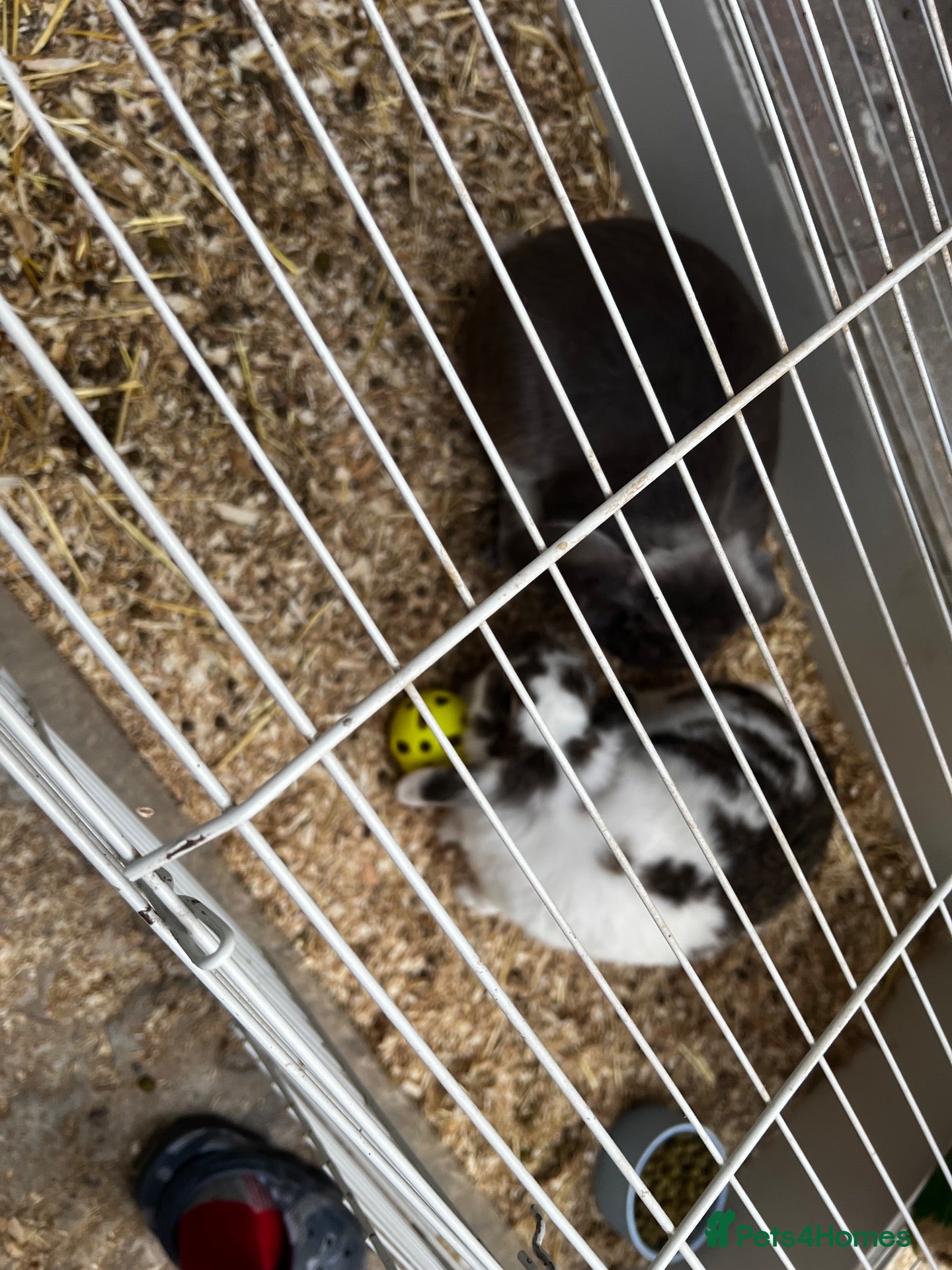 Mixed Breed rabbits bonded two girls  - Advert 2