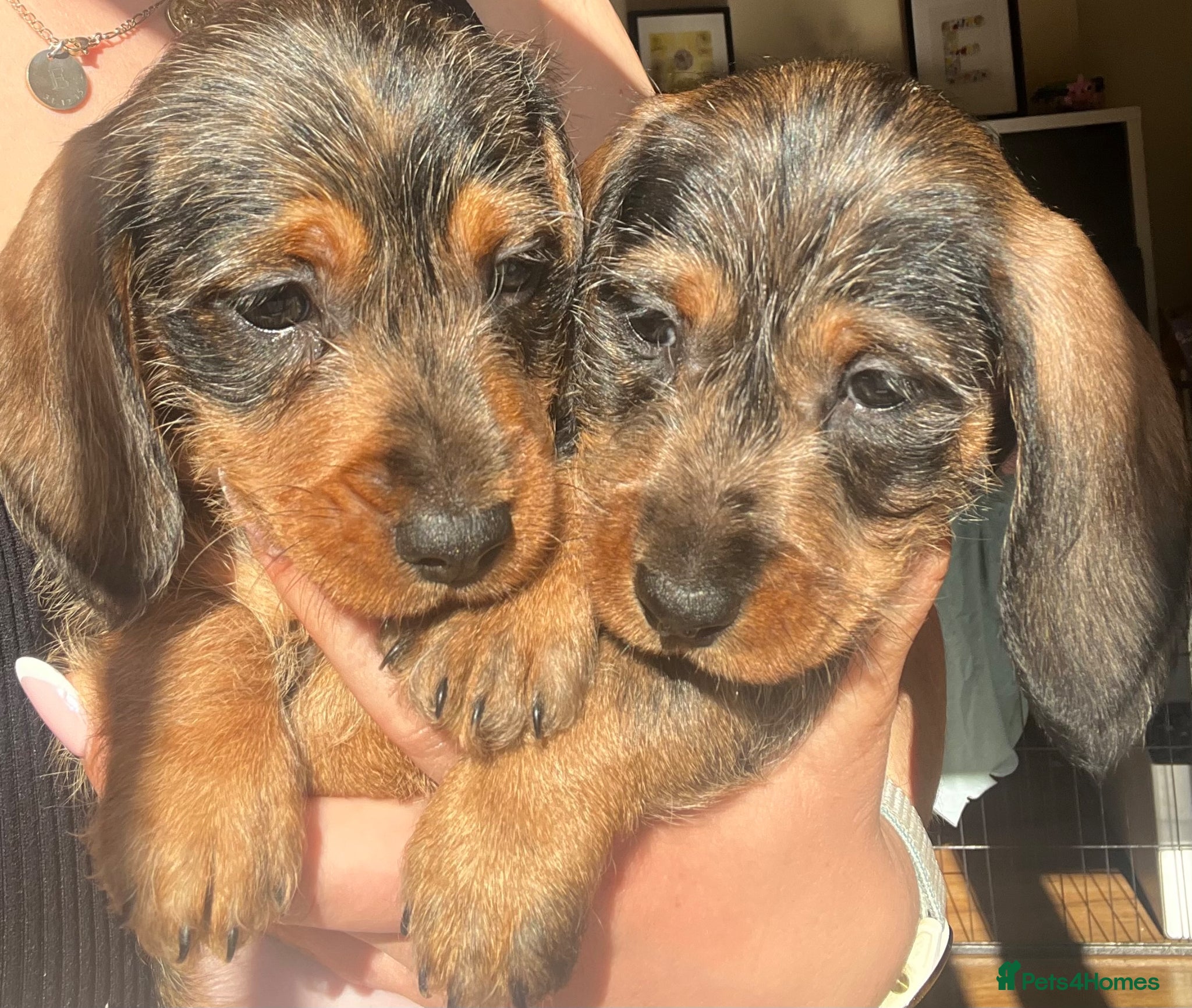 Miniature Dachshund dogs Miniature Dachshund Smooth coat and wired haired  - Advert 15