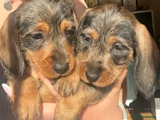 Miniature Dachshund dogs Miniature Dachshund Smooth coat and wired haired - Advert 15