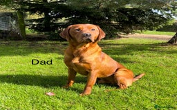 Labrador Retriever dogs for sale: Fox Red Labrador Puppies Health Tested - Image 7
