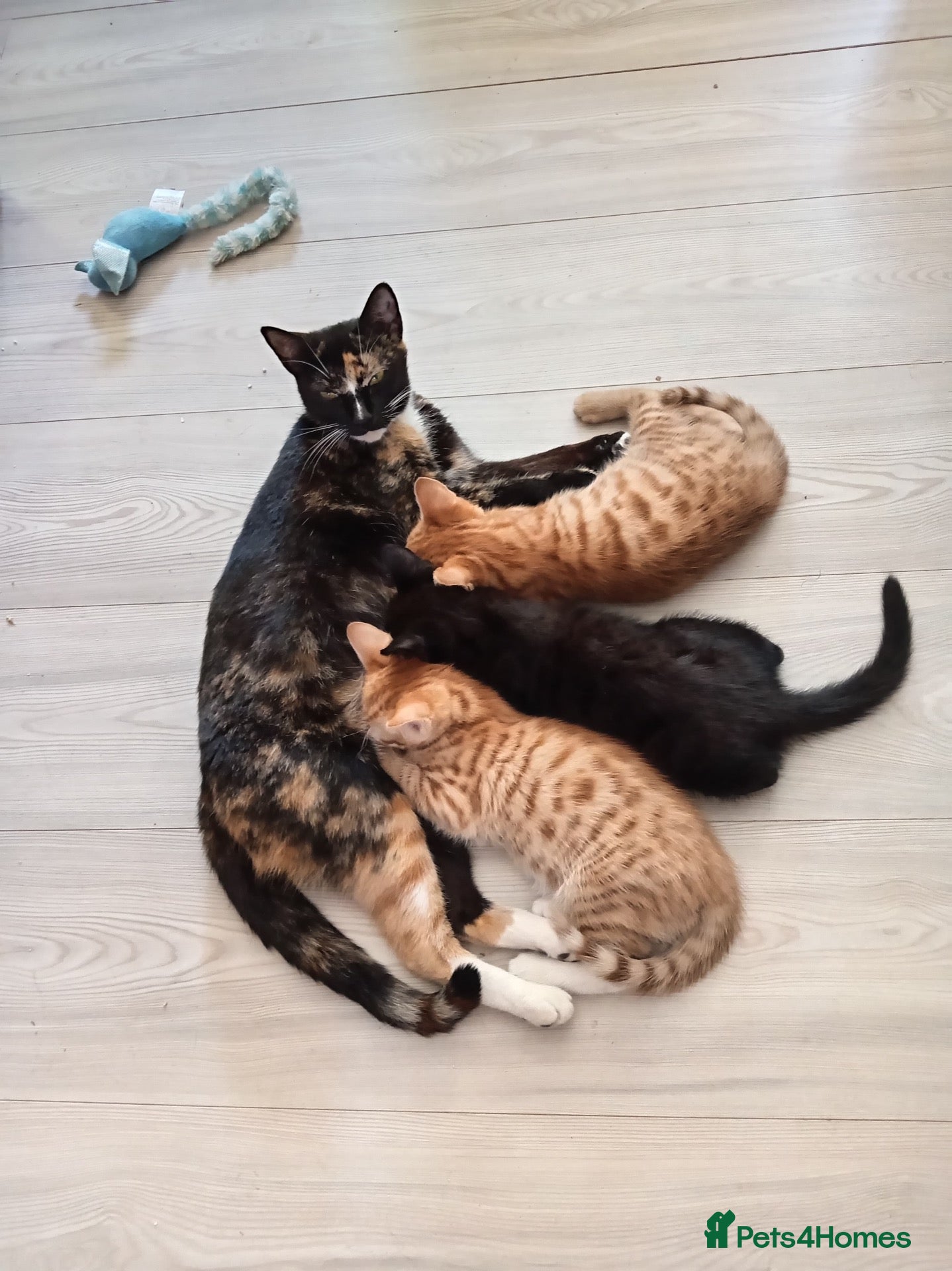 British Shorthair cats Beautiful kittens ready for loving homes. - Advert 1