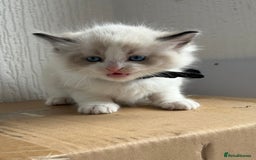 Ragdoll cats for sale: 💗 Our princess belle had 5 new kittens 💗 - Image 16