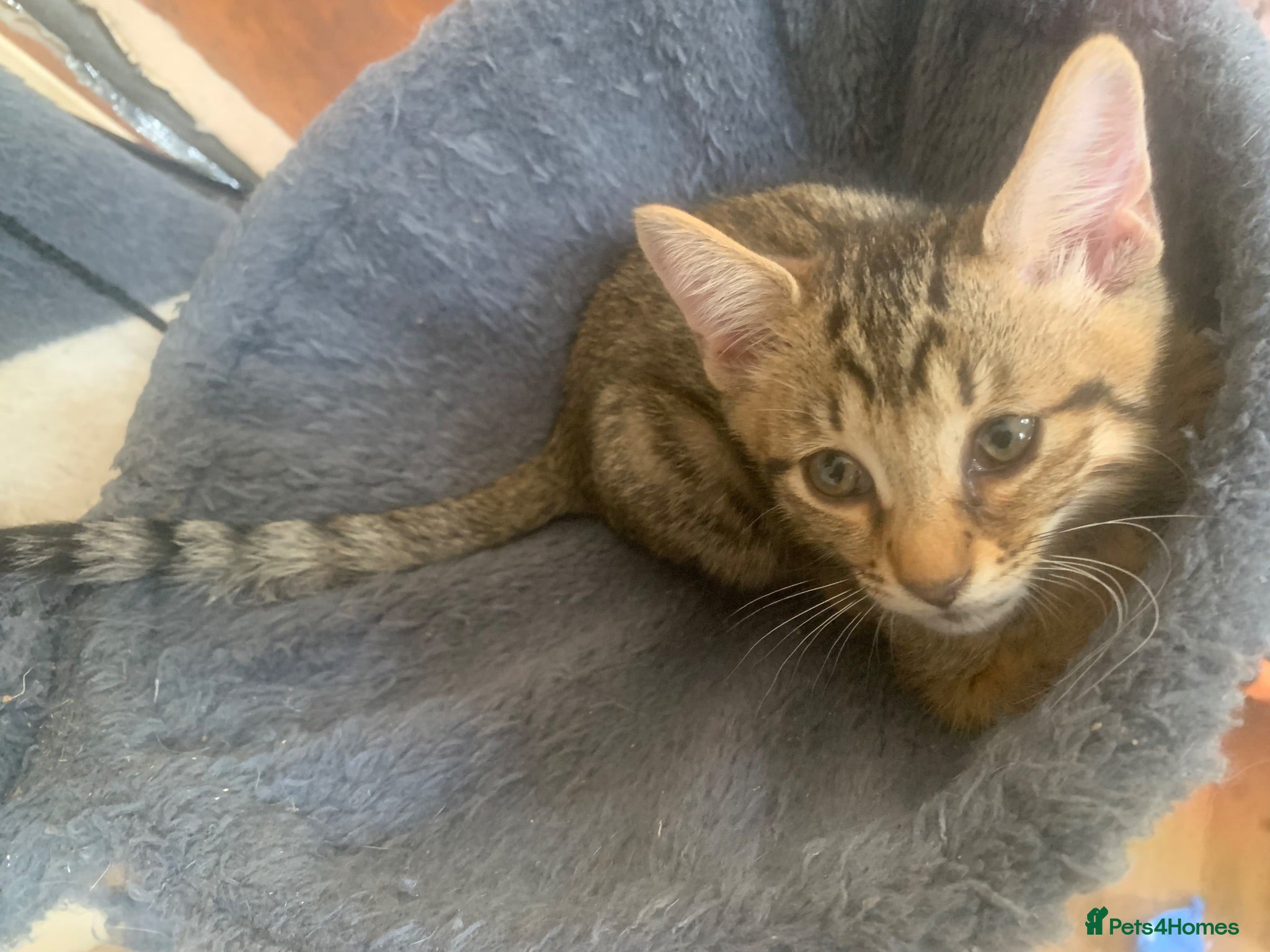 Mixed Breed cats Savannah x Domestic Black Tom Cat - Advert 2