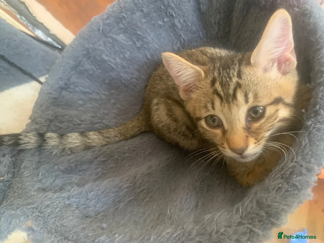 Mixed Breed cats for sale: Savannah x Domestic Black Tom Cat - Advert 1