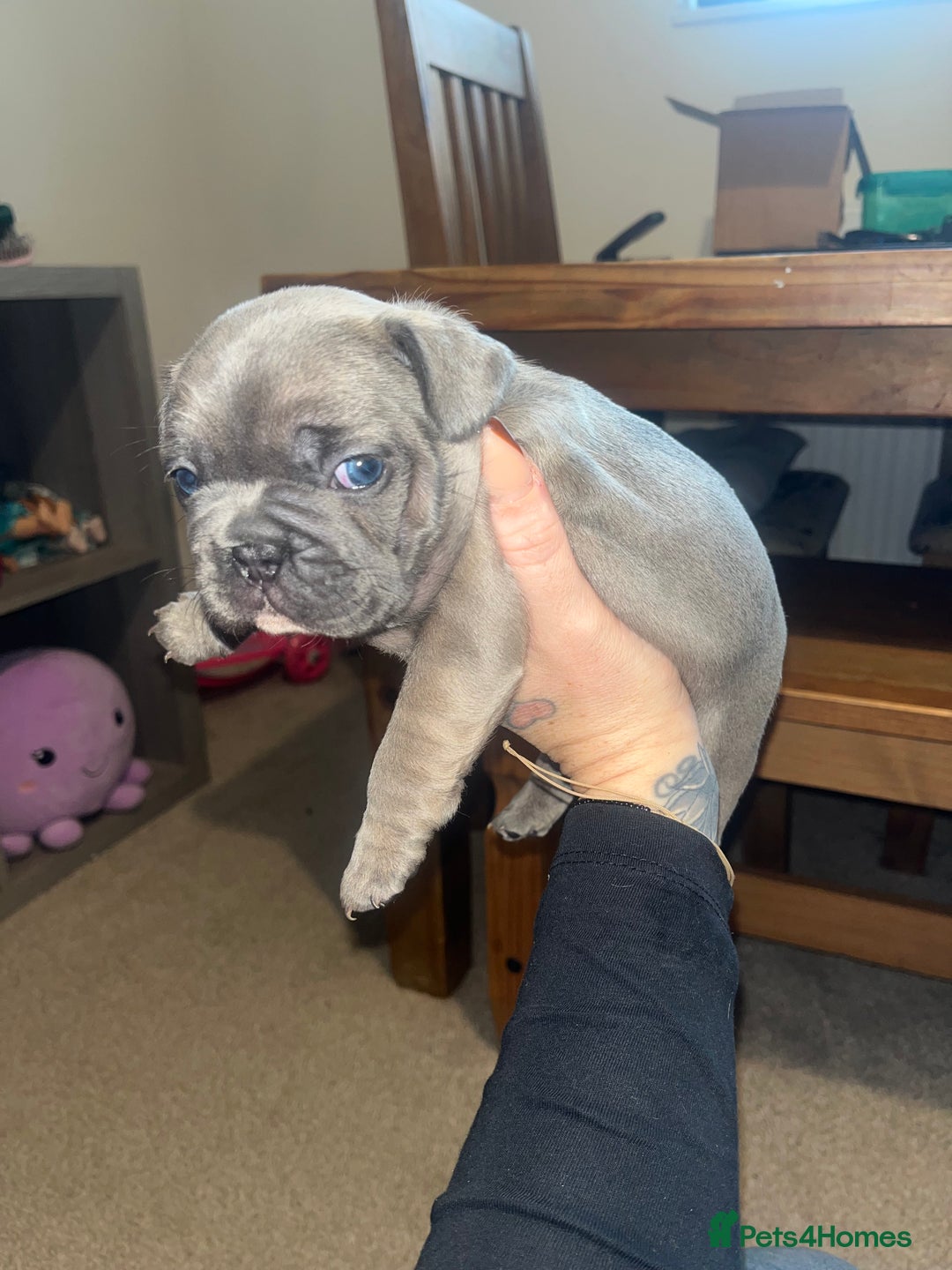 French Bulldog dogs for sale: Blue French bulldogs - Image 10
