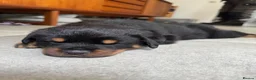 Rottweiler dogs for sale: KC Registered Rottweiler Puppies - Advert 8