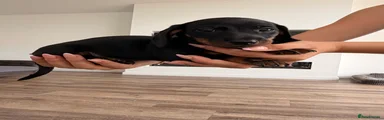 Dachshund 1