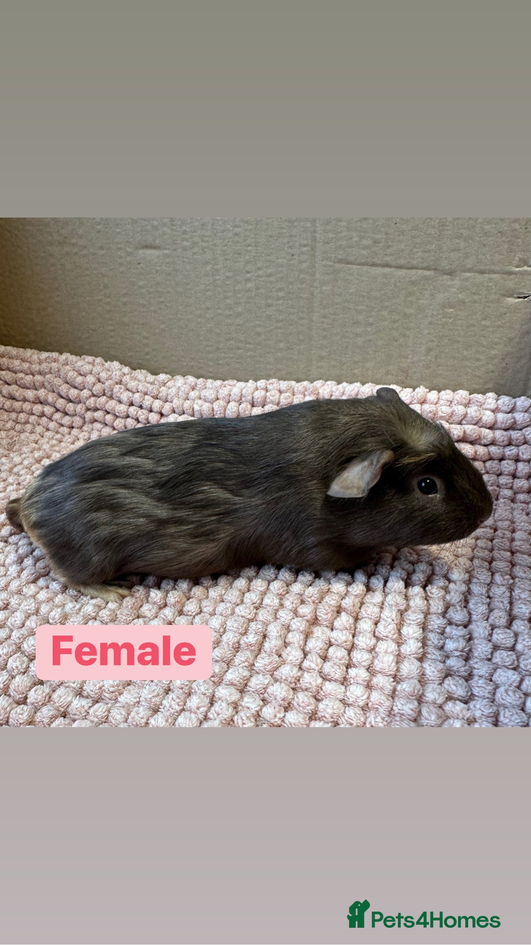 Guinea Pig rodents for sale: Young Guinea pigs  - Advert 13