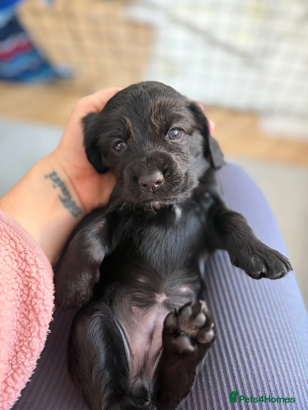 Cocker Spaniel dogs for sale: Working cockerspaniel puppies in Macduff - Advert 2