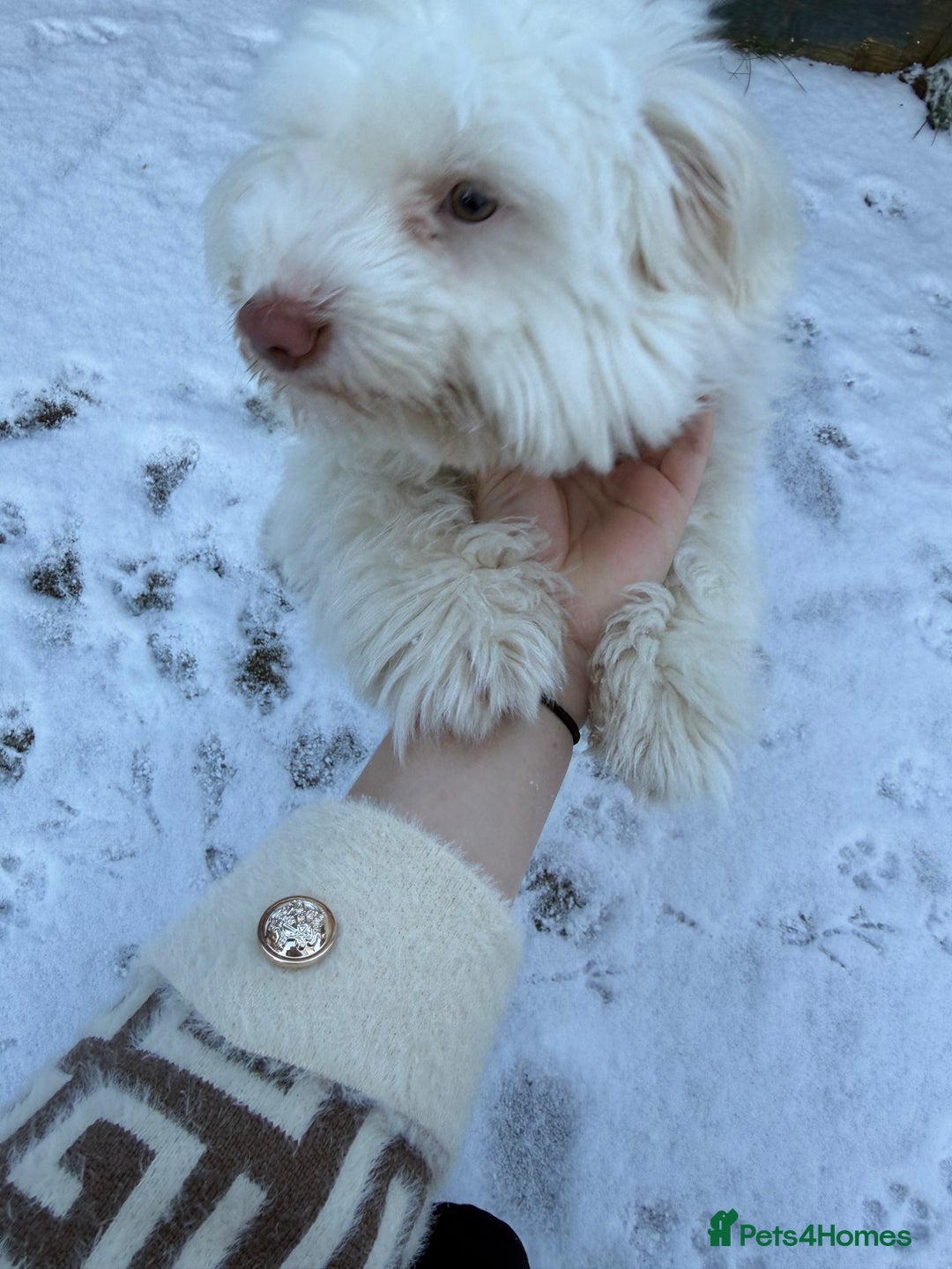 Bichon Frise dogs for sale: bichon breed for sale  - Advert 4