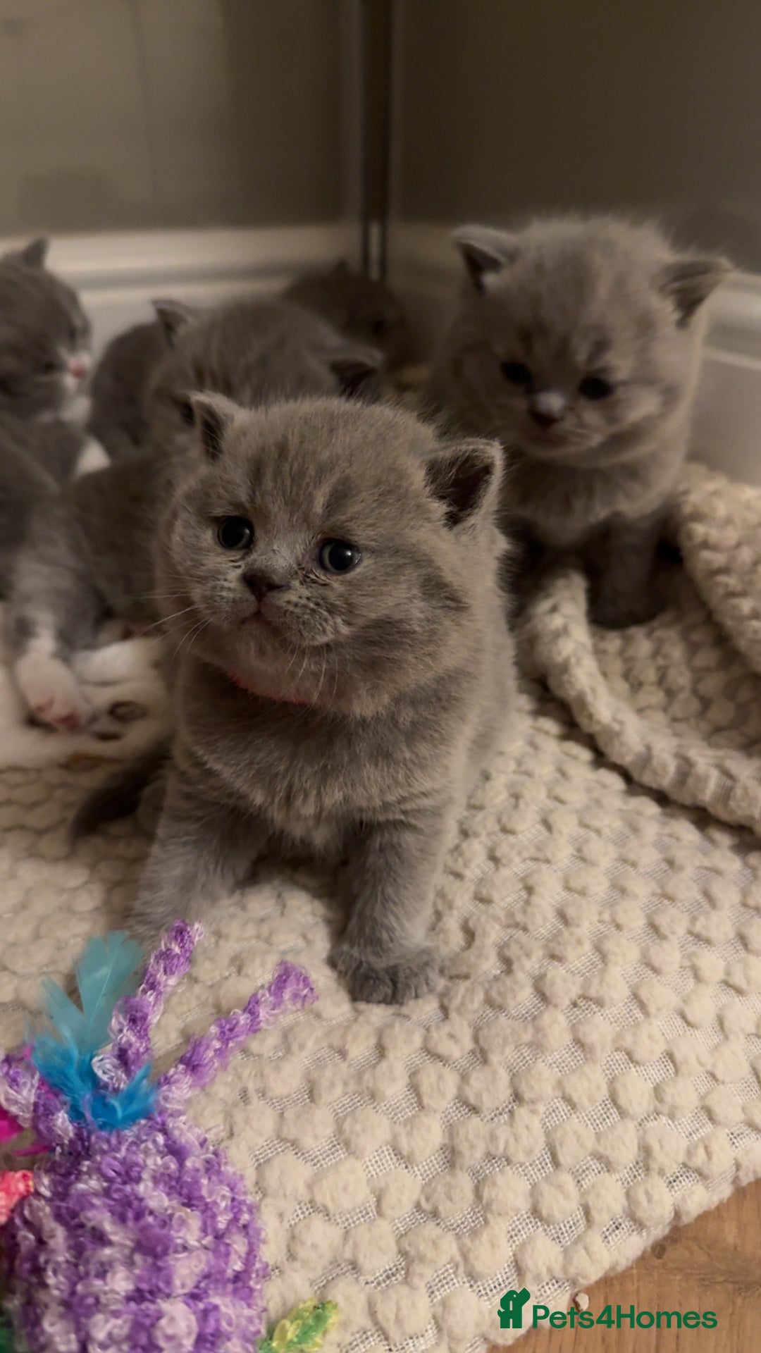 British Shorthair cats for sale: 5 chunky British shorthair kittens for sale  - Advert 4
