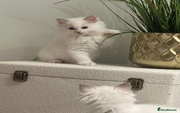 Ragdoll cats for sale: GCCF & TBRCC registered lilac Ragdoll kittens - Image 16