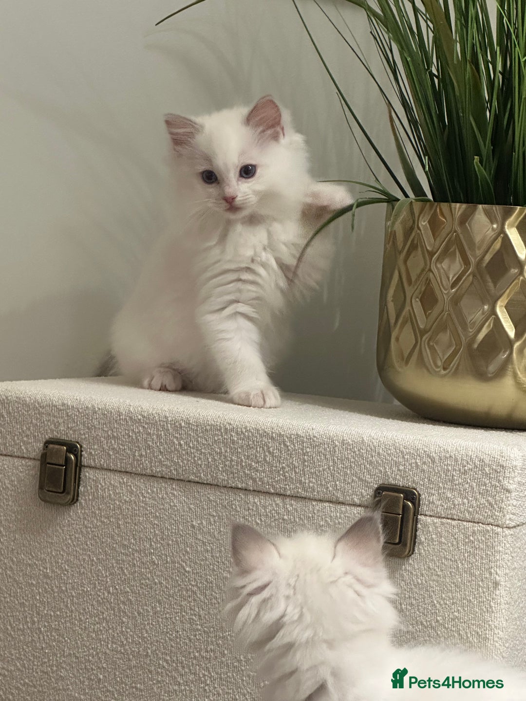 Ragdoll cats for sale: GCCF & TBRCC registered lilac Ragdoll kittens - Image 16