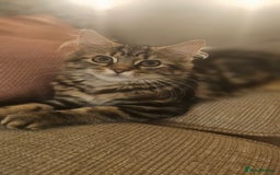Persian cats for sale: Persian Kitten - Image 6