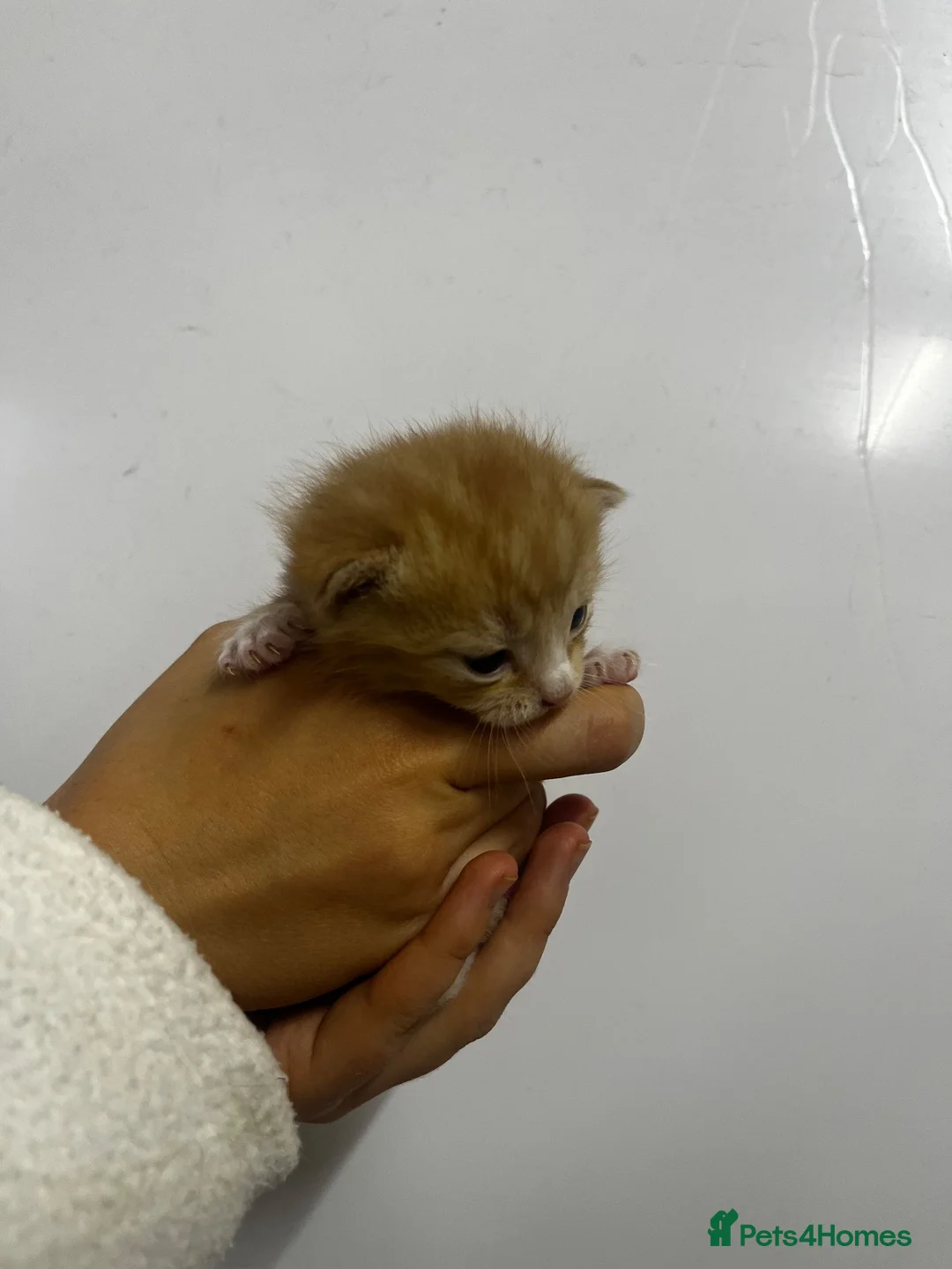 Persian cats for sale: Perfect Persian X Kittens - Advert 27