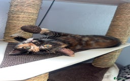 British Shorthair cats for sale: My female tortoise shell kitten  - Image 2