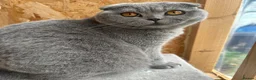 Scottish Fold cats for sale: Beautiful Scottish fold x British Shorthair boy  in Ardrossan - Advert 2