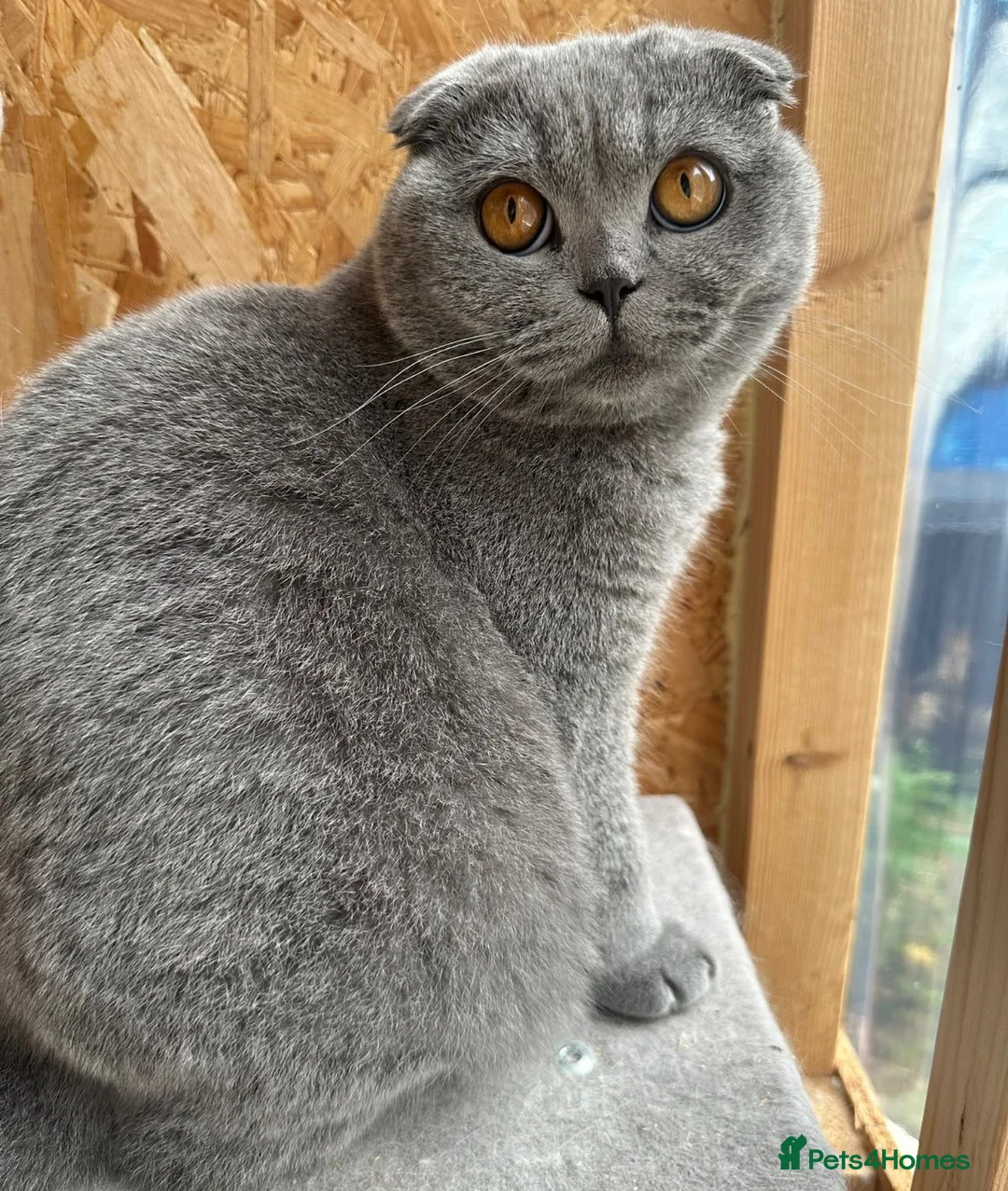 Scottish Fold cats for sale: Beautiful Scottish fold x British Shorthair boy  in Ardrossan - Advert 2