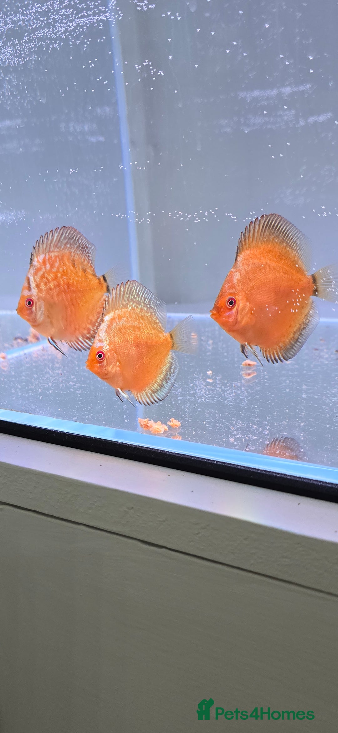 Discus fish for sale: Discus breeding pair - Advert 1