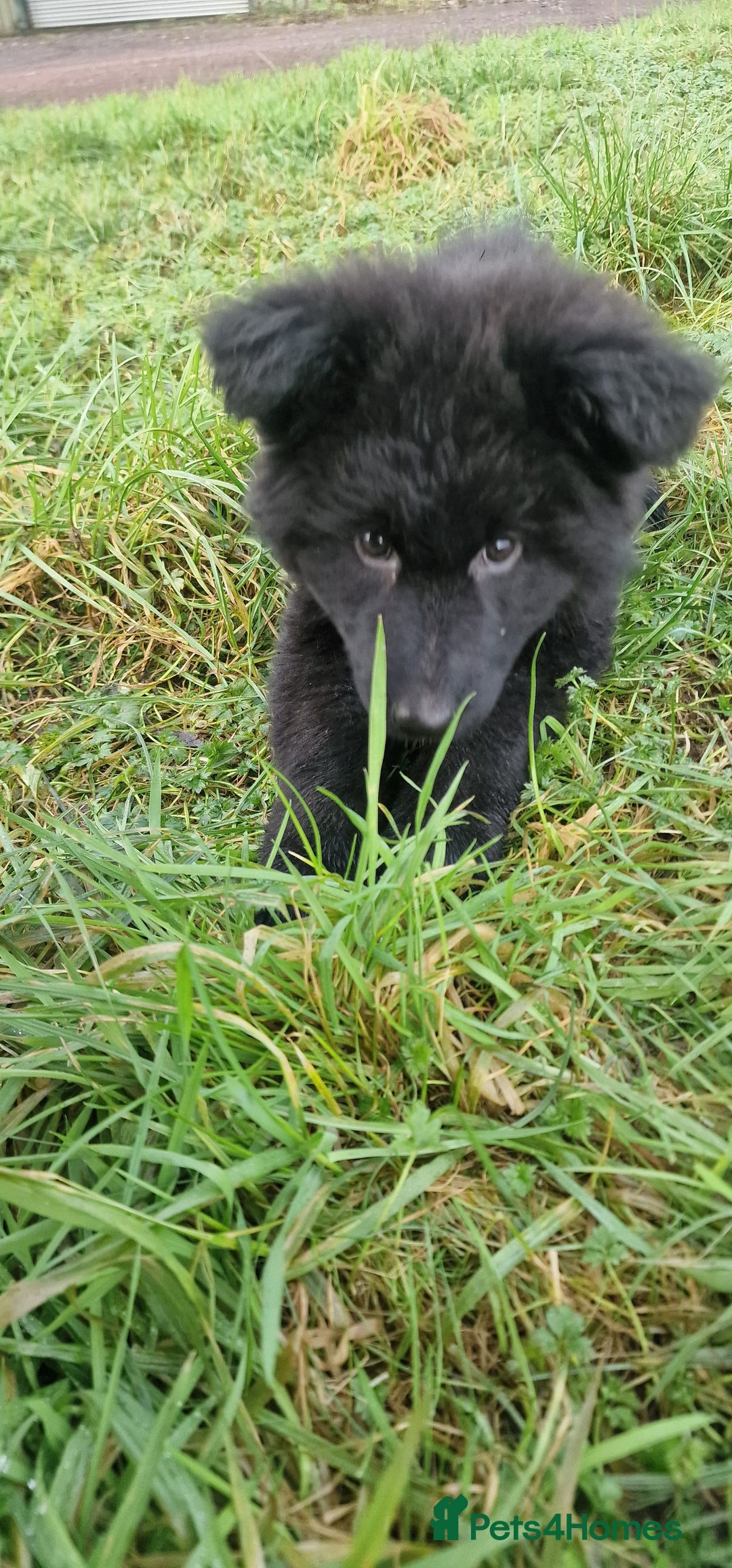 German Shepherd dogs for sale: German Shepherd pups  - Advert 12