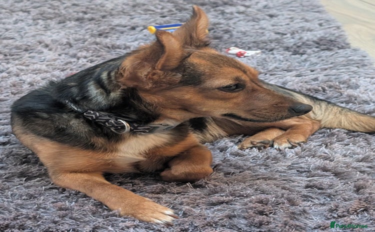 Mixed Breed dogs - Advert 1