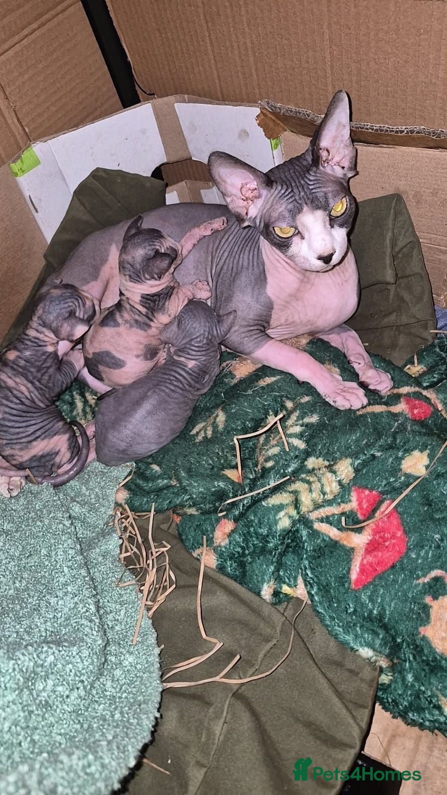 Sphynx cats Gorgeous sphynx kittens for sale - Advert 1